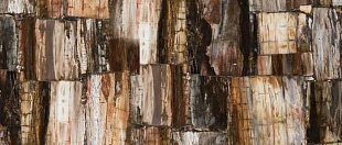 Caesarstone 8331 Petrified wood classic